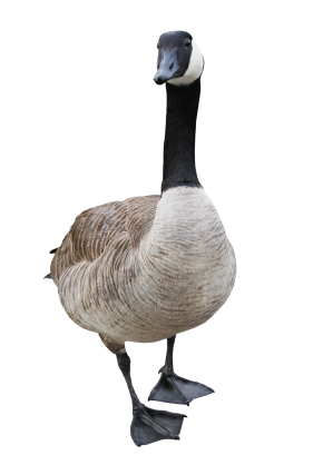 Goose Identification: What Do Geese Look LIke?